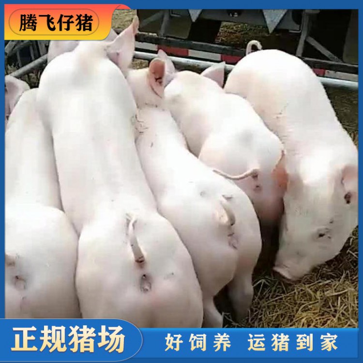 育肥猪苗