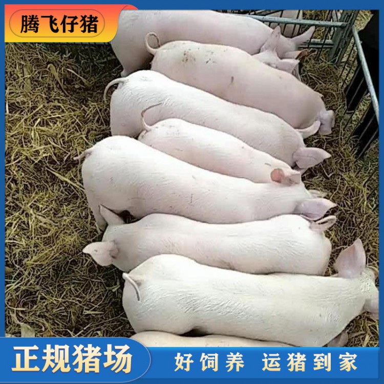 山东仔猪